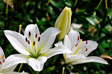 百合花 招財|香水百合花 